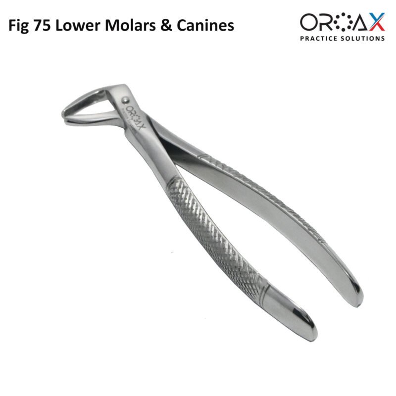 Fig 75 Lower Molars & Canines