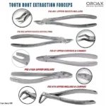 Dental Extracting Forceps