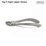 Fig 17 Right Upper Molars