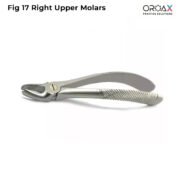 Fig 17 Right Upper Molars