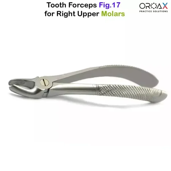 Fig 17 Right Upper Molars