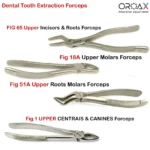 Dental Extraction Forceps