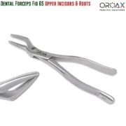 Dental Extraction Forceps